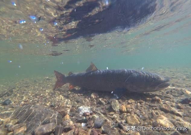 喀纳斯湖水怪哲罗鲑100多米 t01d2f2798d4992f96f.jpg
