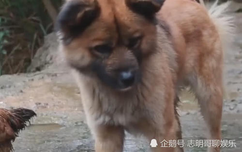 中华田园犬好养不好养