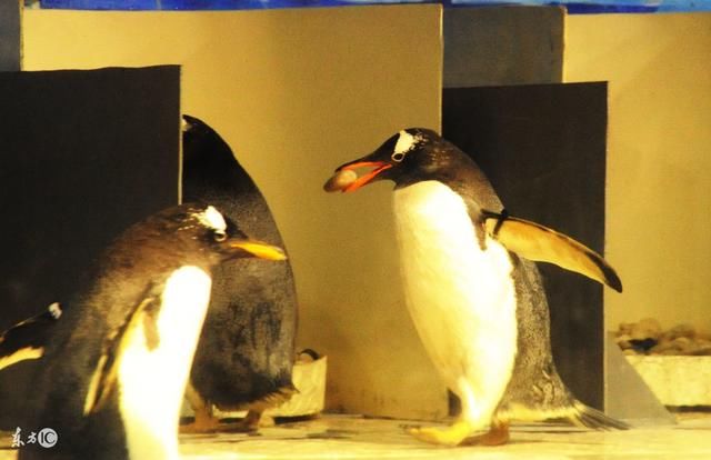 华夏第一世袭家族,多次当汉奸,现在仍受人敬仰