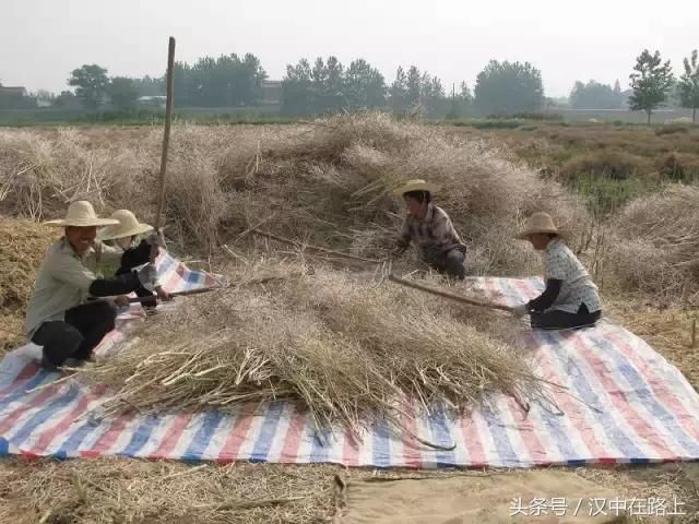 汉中五月，洋县农田里一片繁忙！