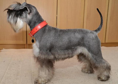 雪纳瑞智商排名_雪纳瑞造型图片(2)