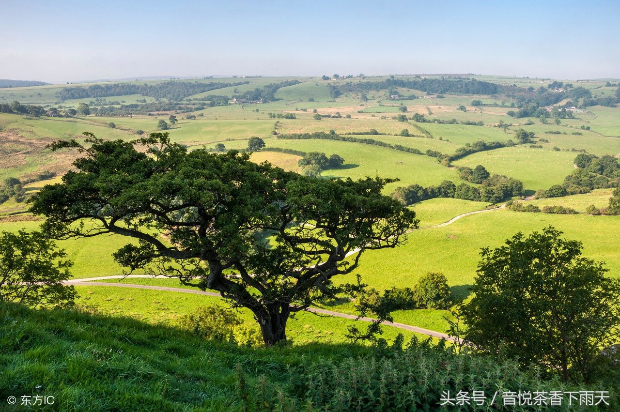 美文诗篇之愁 芳树无人花自落,春山一路鸟空啼