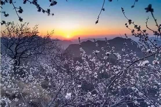 清明踏青赏花何处去？这份赏花地图请收好！