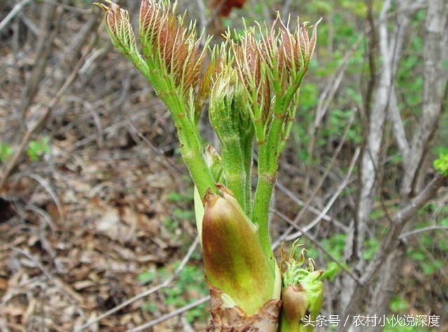 农村这4种很美味的野菜，90后未必全吃过，00后没见过