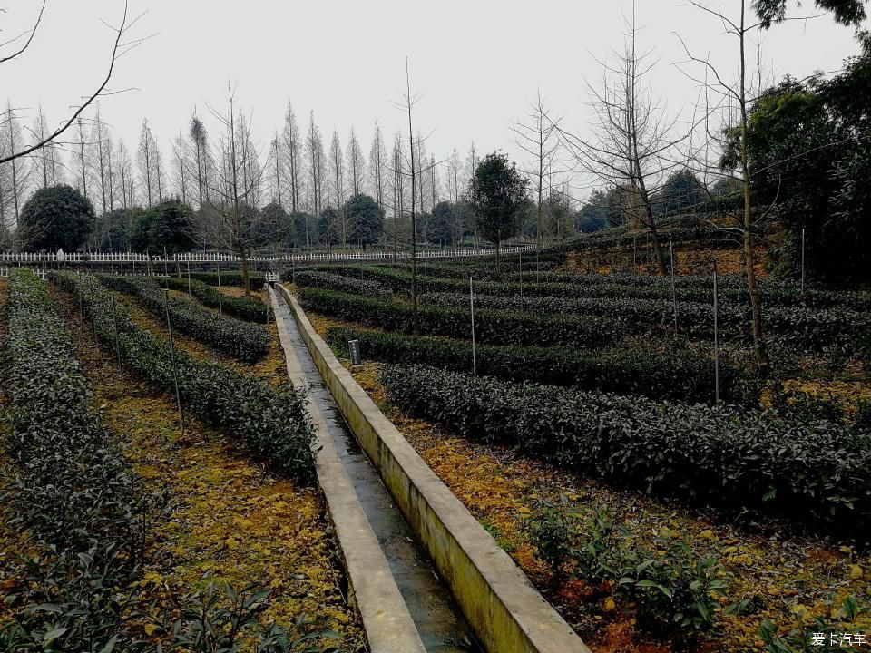 参观牛碾坪万亩观光茶