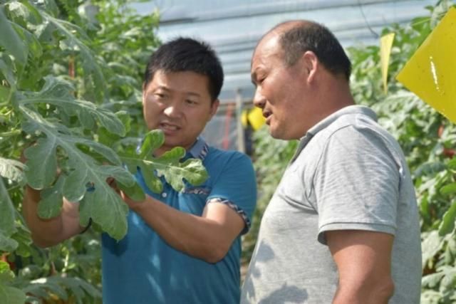 临淄：满园西瓜吊起来，又大又甜又好卖！