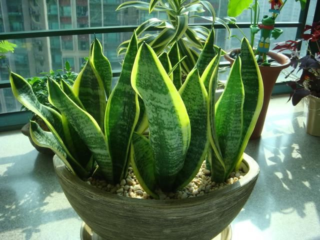 老花农不肯说的秘密:为什么你的虎皮兰那么容