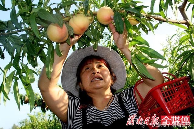 职业农民种出的桃子有啥不同?看看卖得有多火就知道了