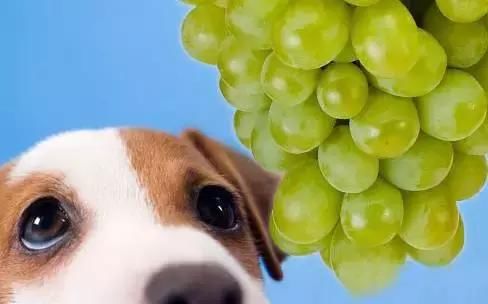 请不要再给狗子吃这些水果了,迟早要了它的命