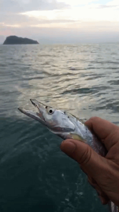 【转载】吃带鱼刮掉银鳞就不腥了,所以,你都挑掉鳞的买!