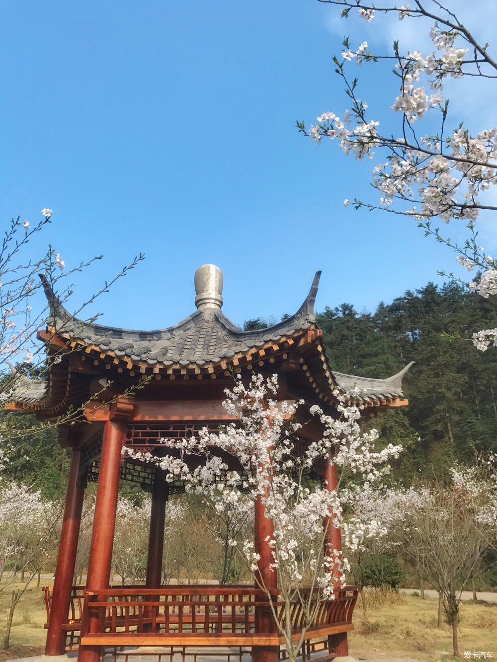 【春之彩】又是一年樱花烂漫时