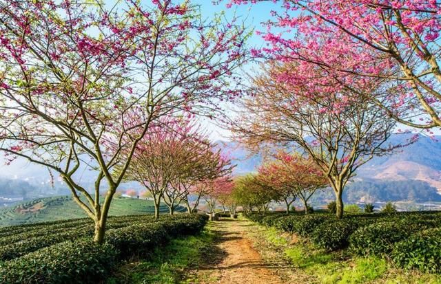 春节假期最适合去的地方，去邂逅一场浪漫樱花雨，你去了吗？