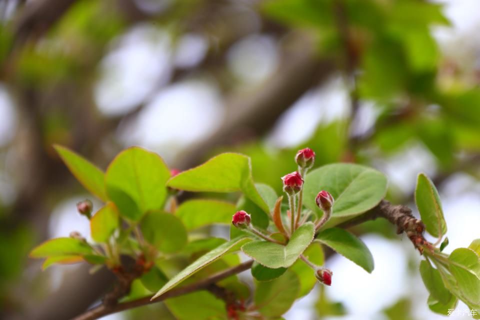 《春之彩》文瀛公园遛个弯!