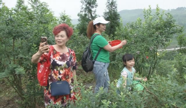 渝北：高山蓝莓进入盛产期 周末采摘正当时