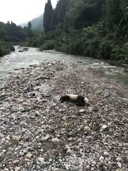 心疼!成都暴雨袭击,大熊猫落水溺亡!胃内有奶戳