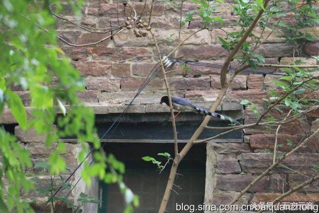 我的旅行日记“滹沱村”一个住在“桥”上的村落