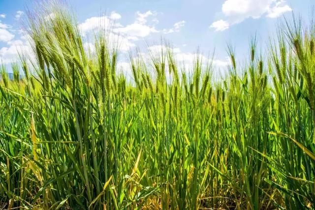 3月，美的不仅是丽江，更是丽江旁边的这座小城！