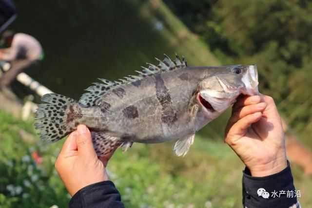 病鱼上市拉低桂鱼价格?后市看好,早桂养殖积极