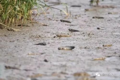 江门的这种鱼，被誉为“鱼类中的天才”！盛夏吃它正当时~丨寻味