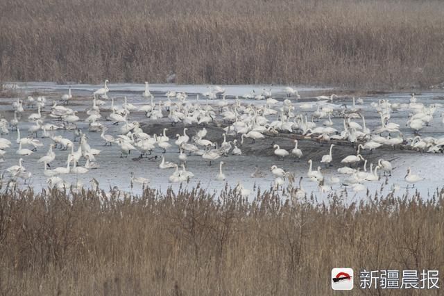 大年初一 600 余只天鹅在玛纳斯湿地公园吃团圆饭