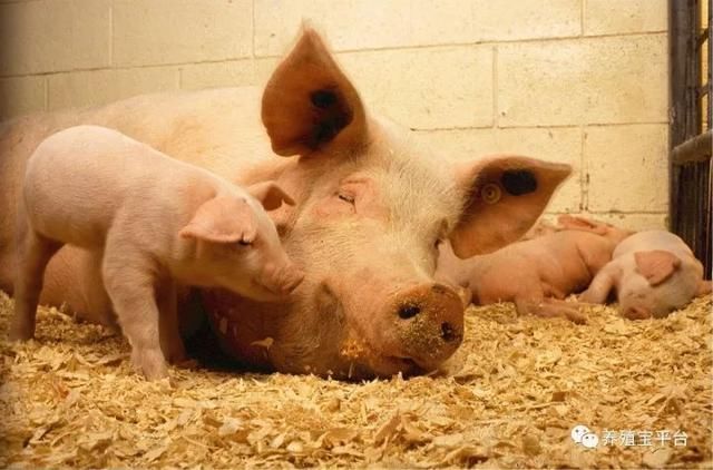 10年养猪总结:冬季断奶母猪管理方案