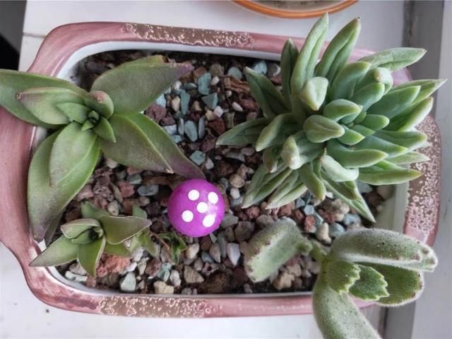 朋友把养残的多肉丢给我,这要怎么救?