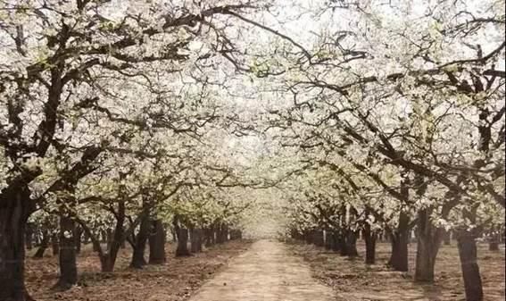 清明踏青赏花何处去？这份赏花地图请收好！