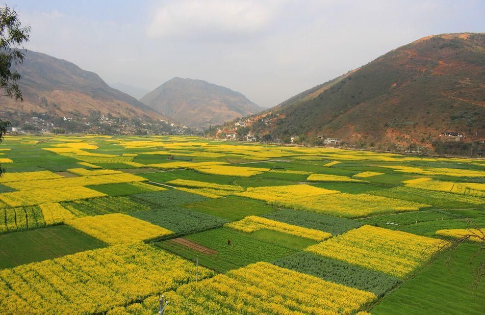 史上最全的云南油菜花赏花地图！春节期间更加壮观