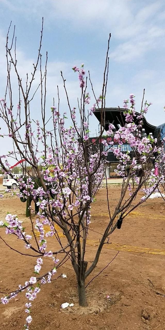 五一旅游好去处：洛阳！城市旅游不虚此行