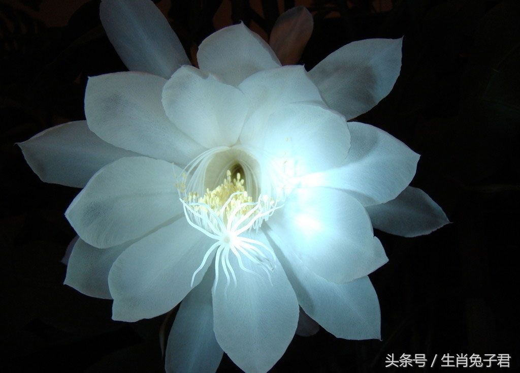 全中国十一种最美的花朵,见过五种你就很了不