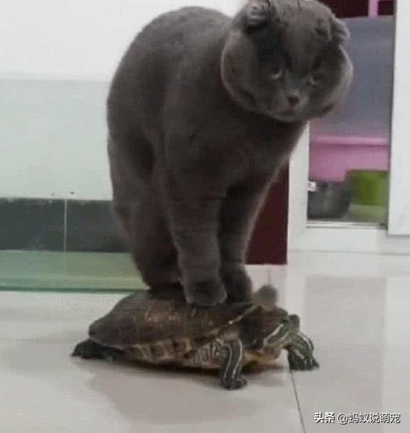 女主拿饲料喂乌龟,发现蓝猫一直盯着自己,走进