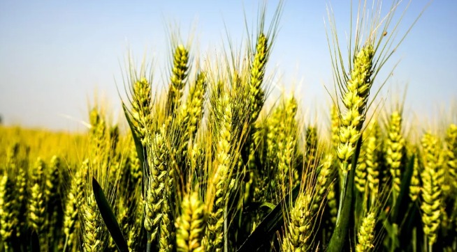 农业在科技的发展