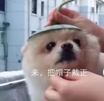 宠物造型大赛:为什么这些主人看起来不太聪明的亚子? 白金会棋牌
