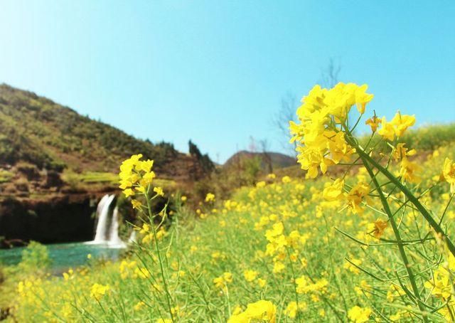 2018罗平油菜花门票多少钱 位于滇黔桂三省交界处