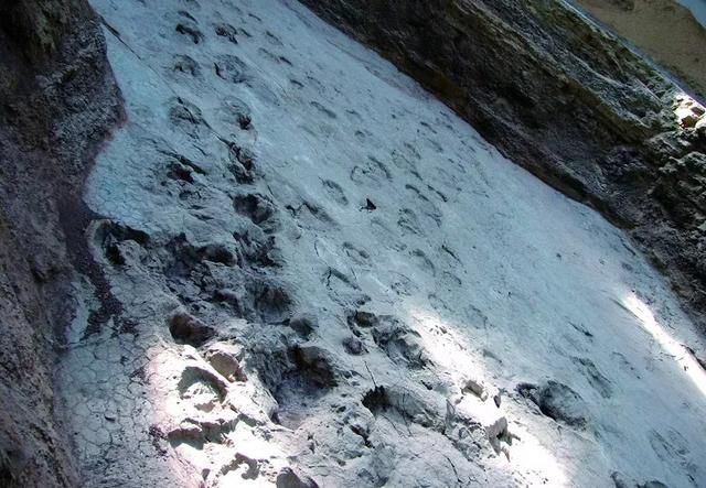 鹭岛万人游临夏|让厦门人趋之若鹜的回藏风情