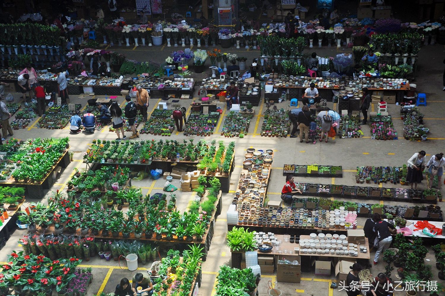 实拍中国最大的鲜切花交易市场,鲜花、盆栽种