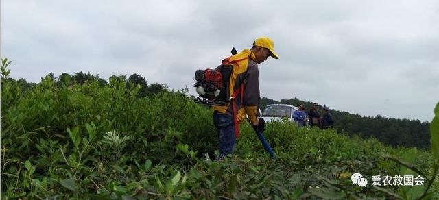 收藏:中药材地下害虫的综合防治