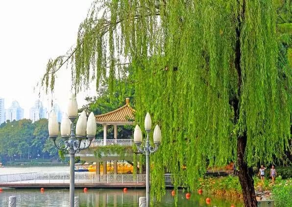 深圳最适合一日游的地方,不要再说周末没有地