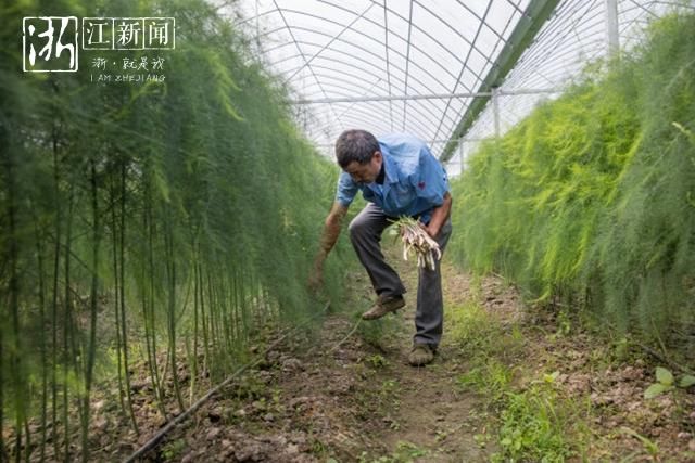 长兴芦笋全面上市 困难户增收有了新路径