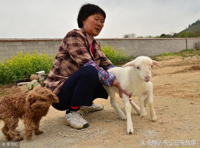 生肖羊在6月将喜财大发