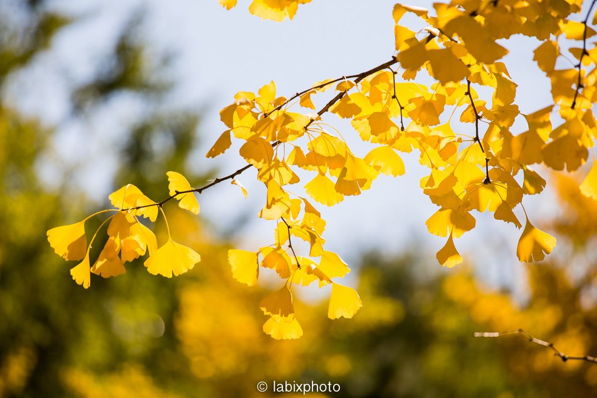 图虫风光摄影:秋天的银杏叶