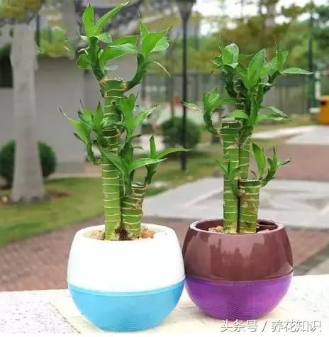 栀子花、富贵竹，为什么你养着养着就黄了