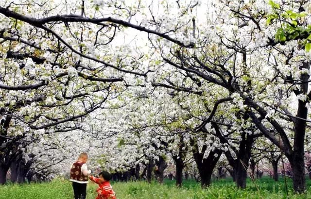 大四川七彩花海要美炸了？最新赏花地图在此，请收好！