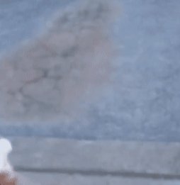 喂流浪狗狗吃东西,狗狗的反应,让人心里暖暖的 ibet国际平台注册