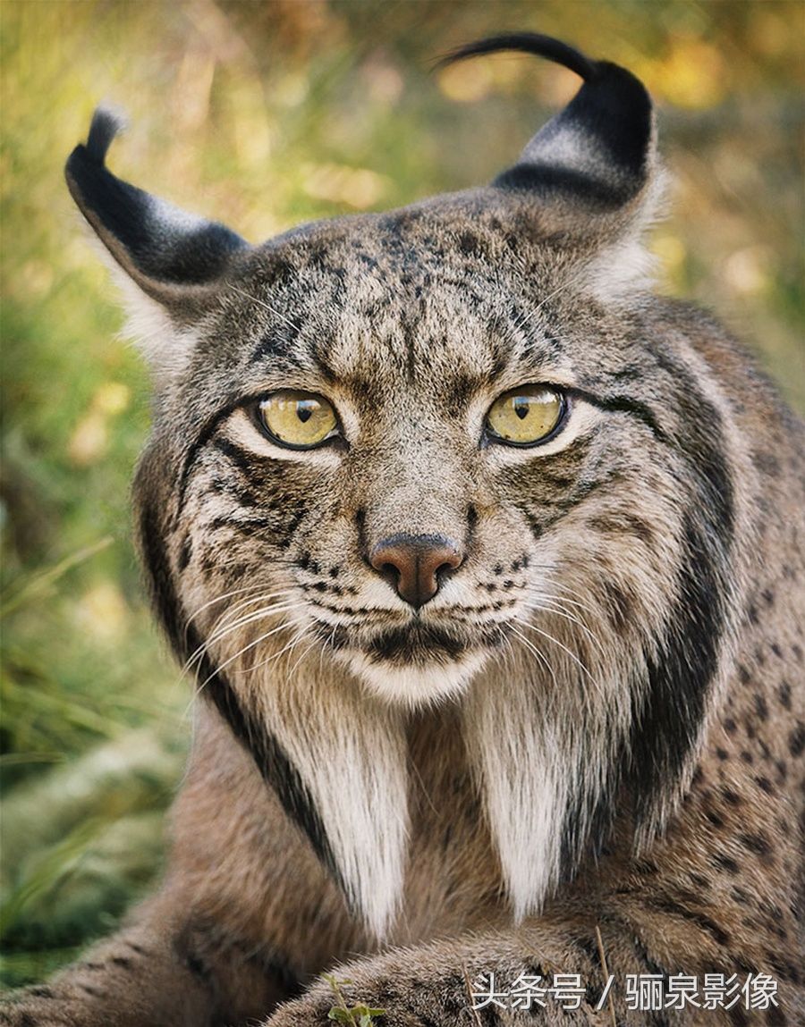 Tim Flach:唤起怜悯之心 充满人性的动物肖像