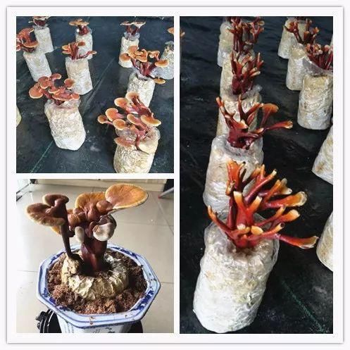 春天,这种形状奇特的菜正美味!中山就有,尝过吗?