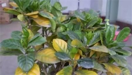 栀子花 茉莉发财树 叶子发黄可以用食醋!