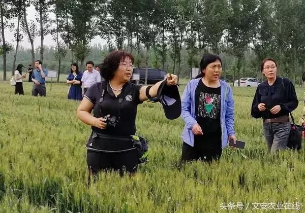 教你认识一个真实的小麦茎基腐病