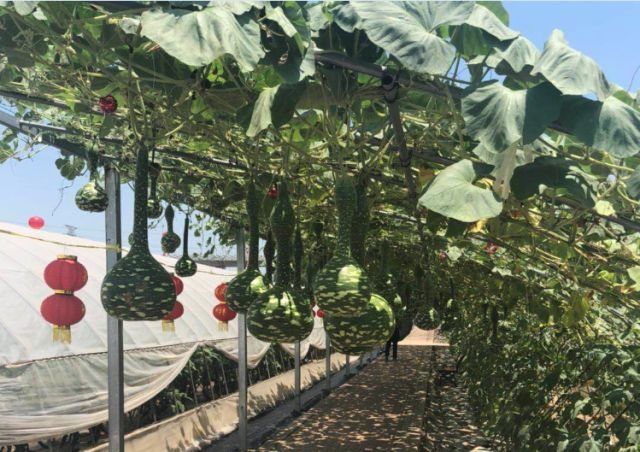 农业|好看好吃又好玩,端午假期武汉种博会走起