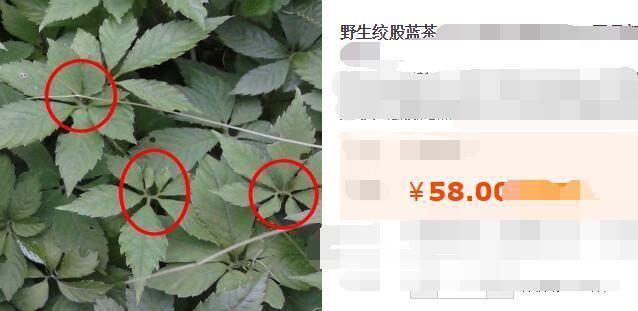 农村四种草常见还是药，有的一斤卖到58，很多人不知道